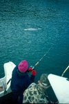 Battling a late run king - Cook Inlet, AK