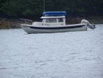(C-Biscuit) Coho at Anchor