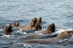 Sea Lions near Bligh Reef 