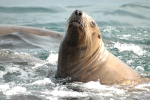 Stellar Sea Lion 