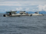 (3rd Byte) DogOnDory, Blue Sea and Barrel of Monkeys off Cabin Bay, Naked Island, AK.
Left to right, a 22' Cruiser, 25' C-Dory, and a 24' TomCat.