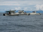 (3rd Byte) DogOnDory, Blue Sea and Barrel of Monkeys off Cabin Bay, Naked Island, AK.
Left to right, a 22' Cruiser, 25' C-Dory, and a 24' TomCat.