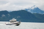 Sea Duck in Valdez Arm