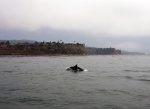 Dolphin at Rocky Point