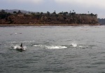 Feeding frenzy at Rocky Point