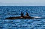 Orcas1