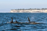 Orcas3