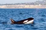 Orcas4