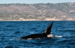 Orcas8