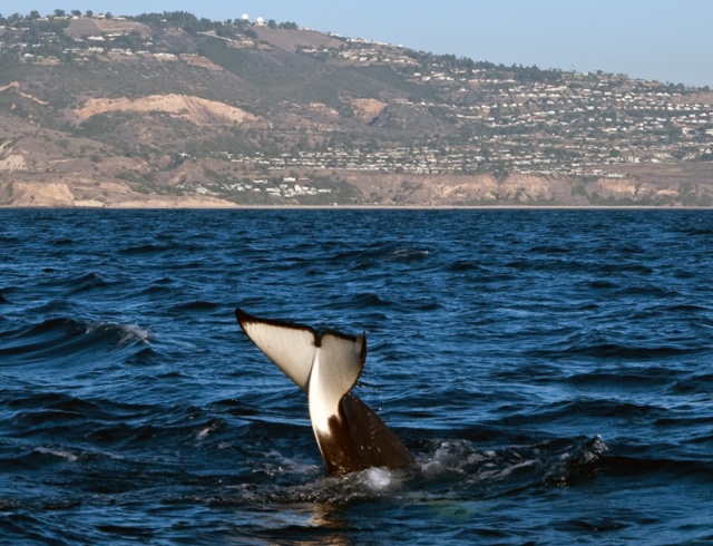 Orcas9