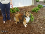 Cessie Hall one of three shelties at the Gathering.