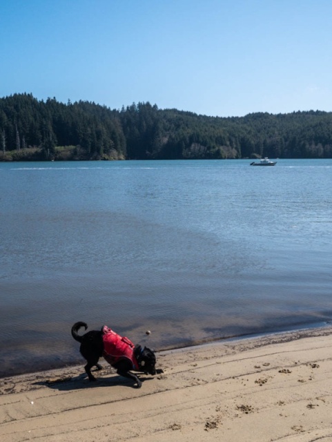 Tango explores the beach, Nowhere Fast at anchor