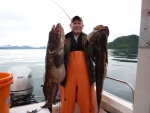 Lingcod