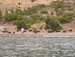 (Fishtales) Buffalo at Catalina