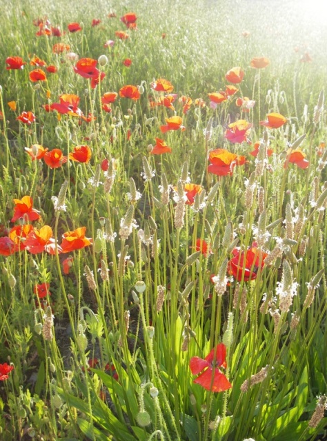 Poppies along the road, close to home.