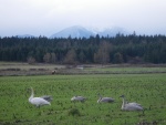 Trumpeter Swans, wintering over, in a field North of Sequim.  