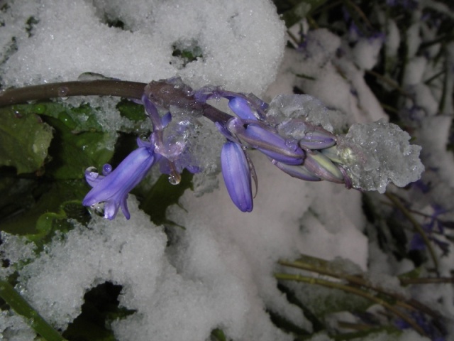 Bluebells peeking through the snow.