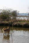 Zoe the Belgian Malinois