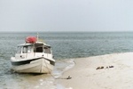 Otter on Ocracoke beach.jpg