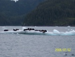 Sea Otter's Columbia Bay