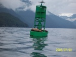 Sea Lions Valdez Arm