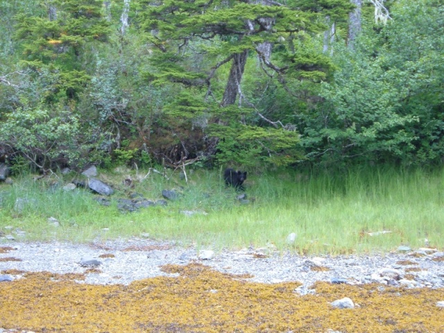 Juvenile Bear in Olsen Bay