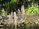 Shy Gator, April, 2009