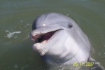 Dolphin Love C- Dory\'s!  Behind Wassau Island, he just zoomed up and smiled at me/