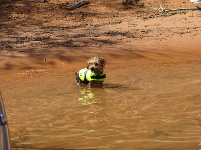 Rusty learns to swim.