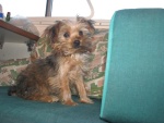 Rusty, three month old Yorky boat/motorhome dog.