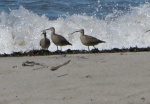 (primative) curlews