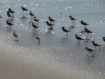 (primative) shore birds
