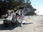 Rene on driftwood