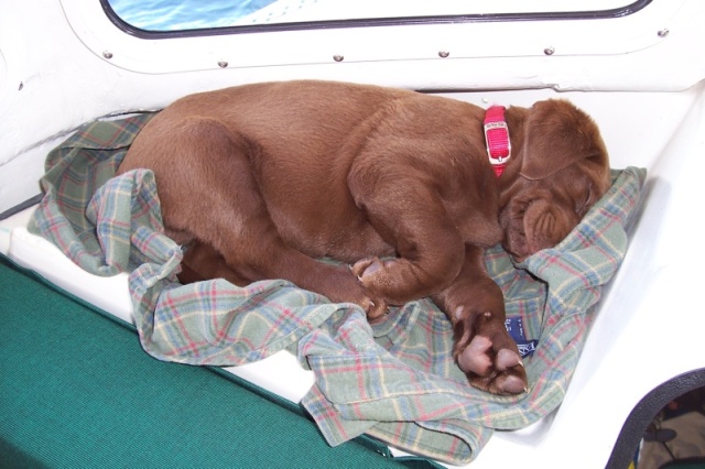 Sleepy little Lab goes fishing sept. 21 06