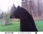 Back yard apple tree critter