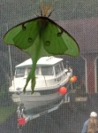 Lunar Moth from Grad. party. Note the boat in background.