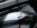 10 lb hatchery chinook off possession.  Same trip with the bigger king.  7/16/2011