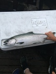 One of 2 kings caught at Tulalip bubble on 7/22