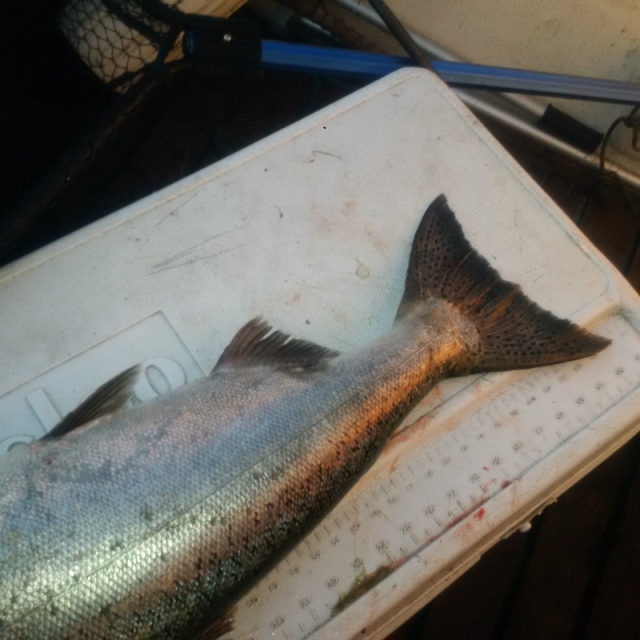 Caught 70' near hermossa pt, kingfisher spoon