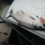 smaller king caught 7/21 at Tulalip bubble, 70' of cable on kingfisher lite spoon