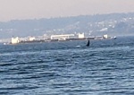 Saw 2 orcas while fishing Jeff Head