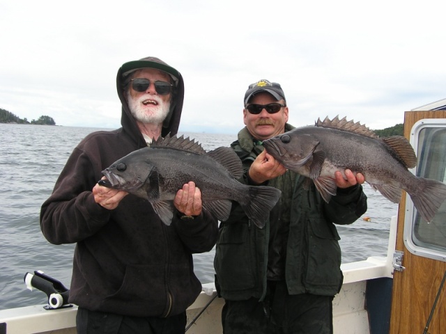 Queen Charlotte Strait black rockfish on the surface-about as much fun as you can have with a fishing rod!
