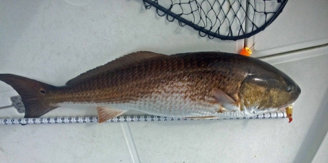 Local Neuse River Red Drum