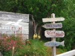 Tree Swings in the woods