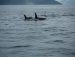 Orca, South Inian Pass Icy Strait 