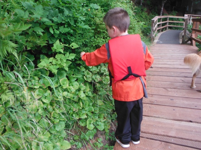 Picking Alaskan Blueberries along the board walk in Elfin Cove