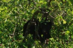 8-21 Bear in the Plum Tree Lagoon Cove