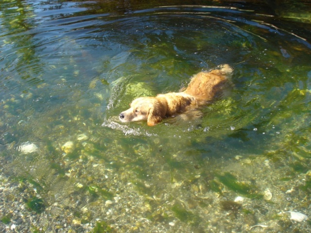 Dawson swimming at Manson's Landing