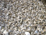 Shells at Manson's Landing