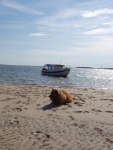 My best Buddy Teddy after her surgery @ Cape Lookout